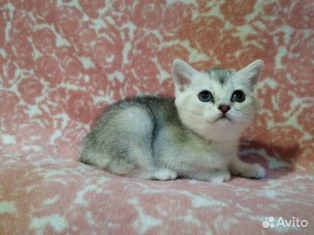 Британская