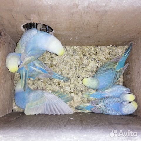 Птенцы радужных волнистых попугаев купить на Зозу.ру - фотография № 3