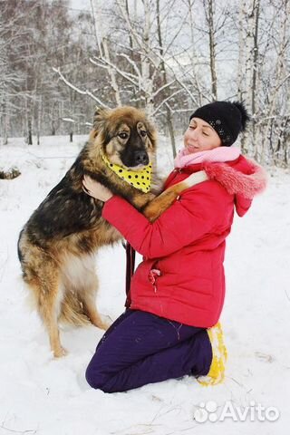 Шикарная собака Шерри в дар купить на Зозу.ру - фотография № 6
