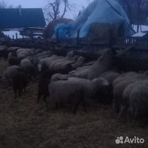 Прадаю овец купить на Зозу.ру - фотография № 1