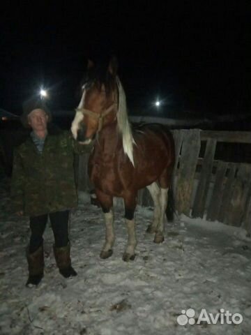 Лошади купить на Зозу.ру - фотография № 4