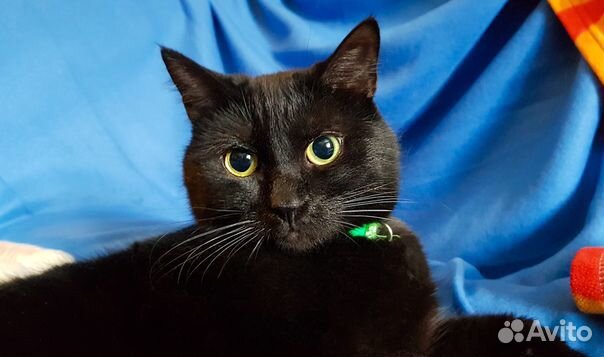 Кот Черчилль