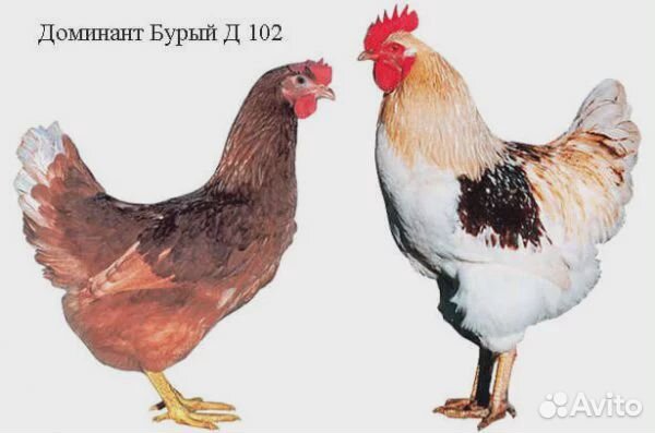 Цыплята чешского Доминанта купить на Зозу.ру - фотография № 4