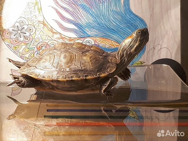 Красноухая Черепаха купить на Зозу.ру - фотография № 2
