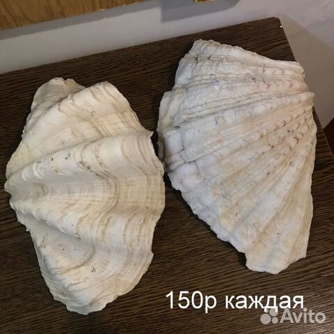 Ракушки для аквариума Ракушки для аквариума