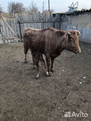 Корова с телёнком купить на Зозу.ру - фотография № 2