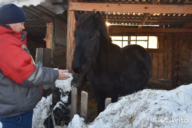 Продам Лошадь и жеребенка купить на Зозу.ру - фотография № 5