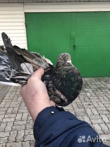 Николаевские голуби купить на Зозу.ру - фотография № 10