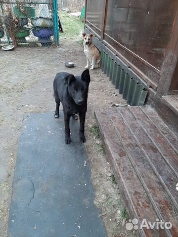 Собаки купить на Зозу.ру - фотография № 3