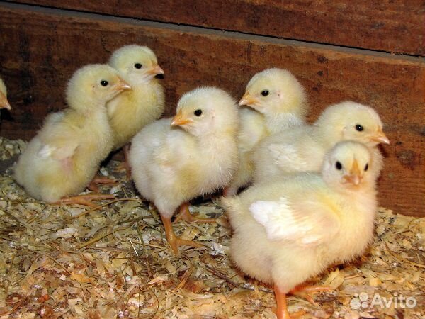 Продам цыплят кур, бройлеров, гусей, индюков купить на Зозу.ру - фотография № 8