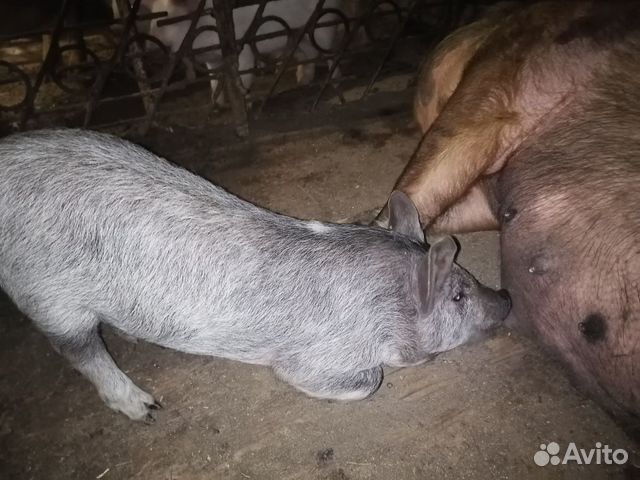 Продам поросят