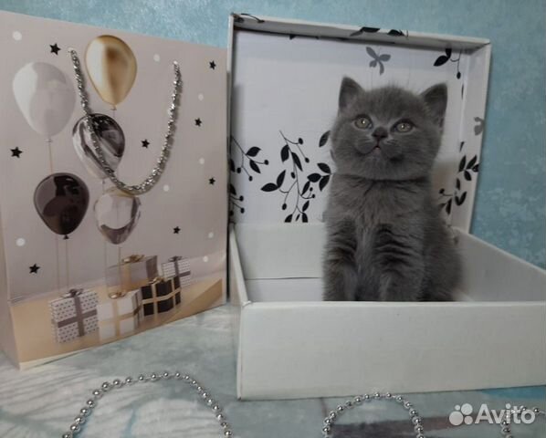 Шотландские котята Шотландские котята