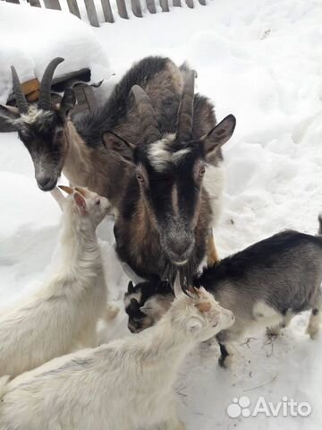 Продаются козы купить на Зозу.ру - фотография № 5