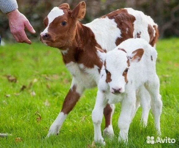 Маленькие коровки купить на Зозу.ру - фотография № 1