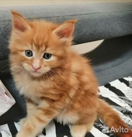 Кот Мейн Кун