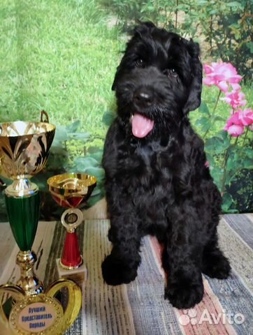 Русский черный терьер щенок кобель купить на Зозу.ру - фотография № 2