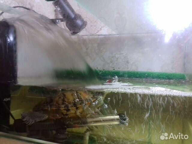 Акватеррариум для красноухой черепахи купить на Зозу.ру - фотография № 5