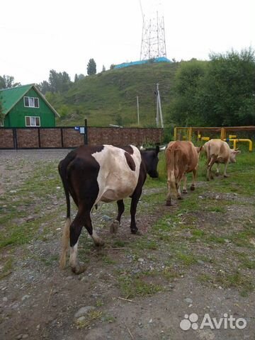 Дойная корова и теленок купить на Зозу.ру - фотография № 3