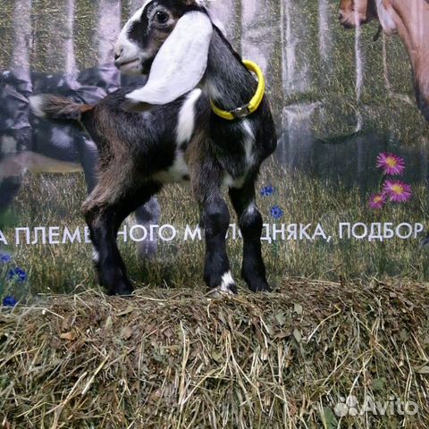 Англо-нубийские козлята купить на Зозу.ру - фотография № 9