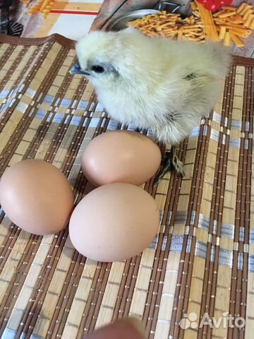 Инкубационное яйцо китайской шелковой купить на Зозу.ру - фотография № 1
