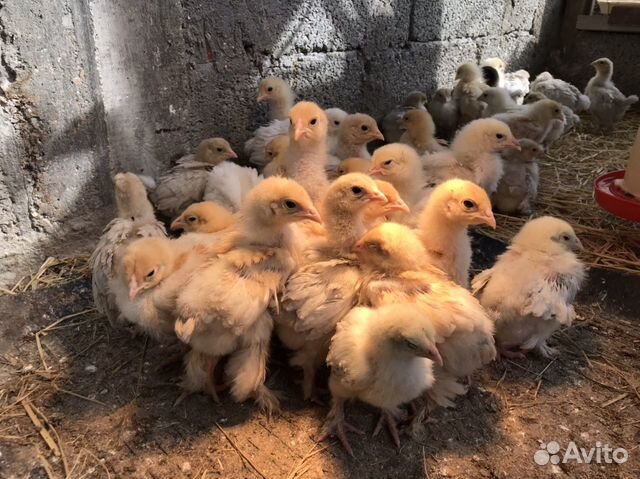 Цыплята и яйца для вывода купить на Зозу.ру - фотография № 3