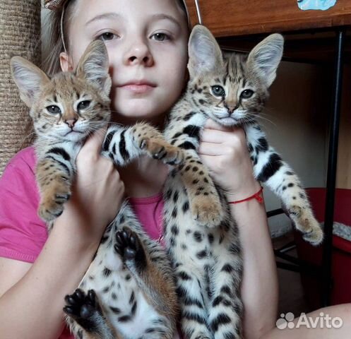 Саванна f1, Лучшие котята купить на Зозу.ру - фотография № 2