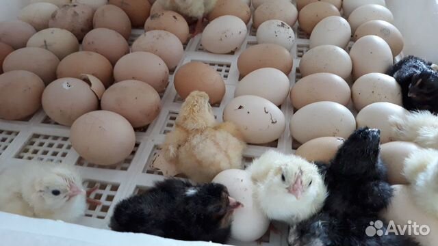 Яйцо инкубационное от кур несушек купить на Зозу.ру - фотография № 1
