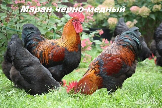 Суточные цыплята бройлеров и породные купить на Зозу.ру - фотография № 8