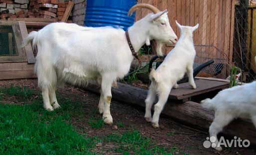 Продам коз с козлятами купить на Зозу.ру - фотография № 1
