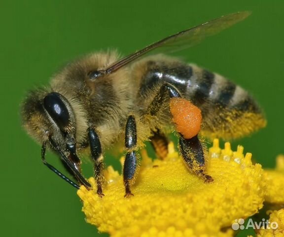Карпатка -пчелосемья купить на Зозу.ру - фотография № 3