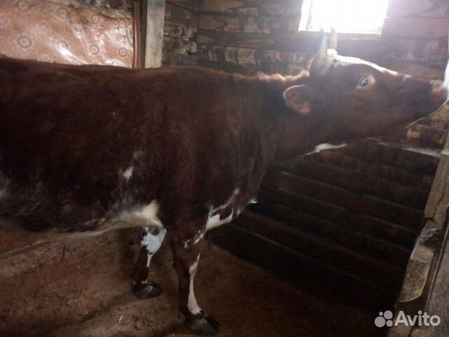 Корова, первотелка купить на Зозу.ру - фотография № 6