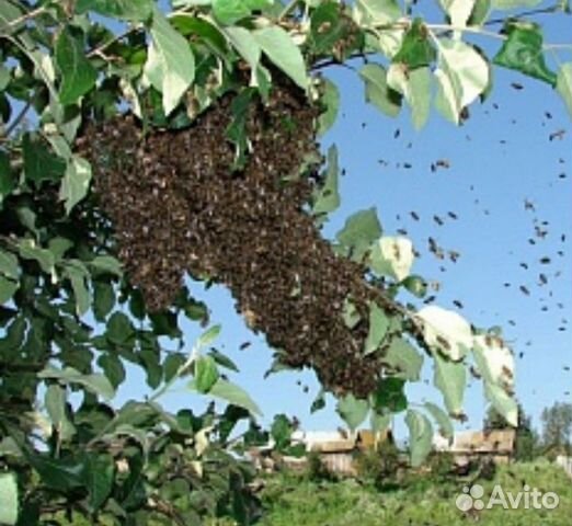 Продам пчелосемьи. Пчелы среднерусские купить на Зозу.ру - фотография № 1