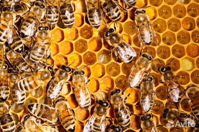 Пчелиная семья. Особи пчел. Особи пчелиной семьи. Пчелы живут семьями.