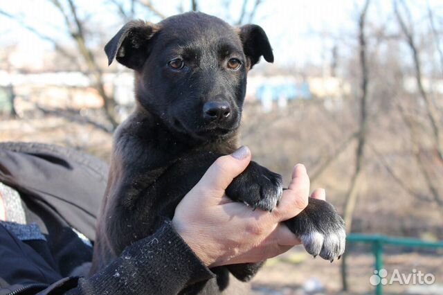 Собаки в таганроге. Собаки в добрые руки в таганроге. Щенки в добрые щёкино тульская. Щенки в таганроге бесплатно. Собаки в добрые руки в таганроге.
