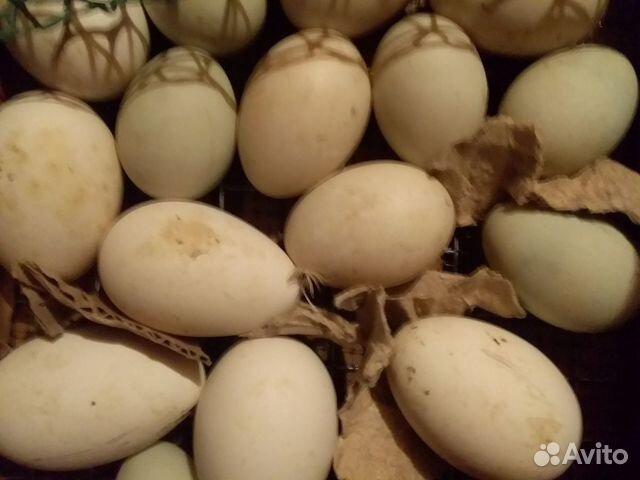Инкубационное яйцо индюшки и индоутки купить на Зозу.ру - фотография № 5