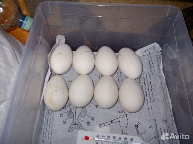 Купить инкубационное яйцо в свердловской области. Инкубационное яйцо холмогорских гусей. Гусыня на яйцах. Гусиные яйца по породам. Гусь Холмогорский купить яйцо инкубационное.