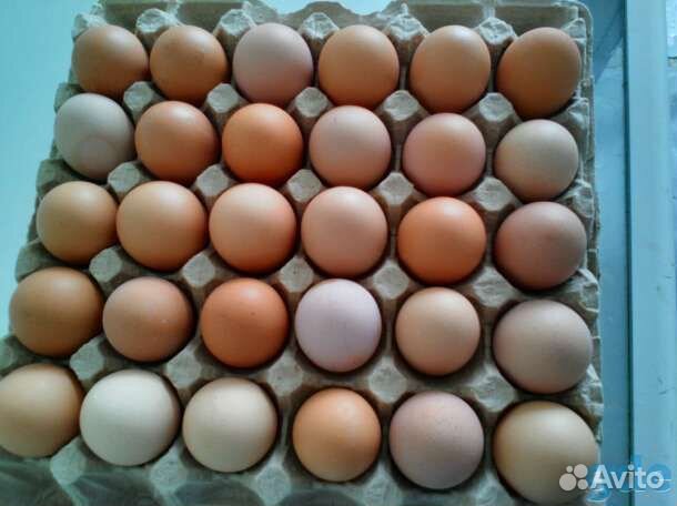 Инкубационное яйцо(куриное) купить на Зозу.ру - фотография № 1