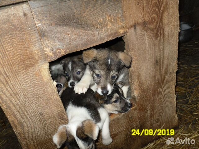 Щенки лайки от рабочих собак купить на Зозу.ру - фотография № 3
