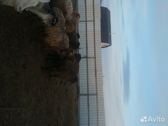 Оптом продаю чисто эдельбаевских овечек 2 барана п купить на Зозу.ру - фотография № 7