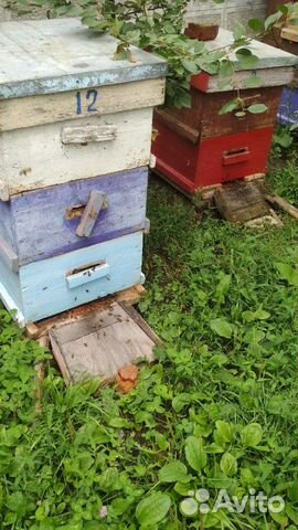 Пчелосемьи продаются, на 10 рамках, рутовские купить на Зозу.ру - фотография № 6