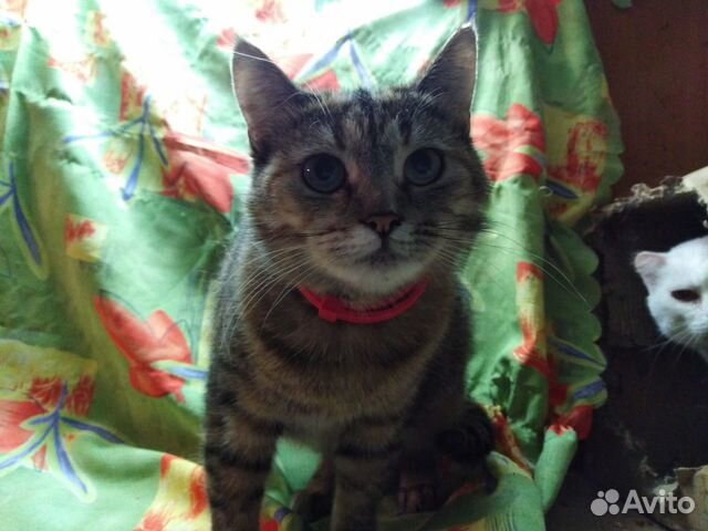 Молодая стерилизованная кошка Молодая стерилизованная кошка