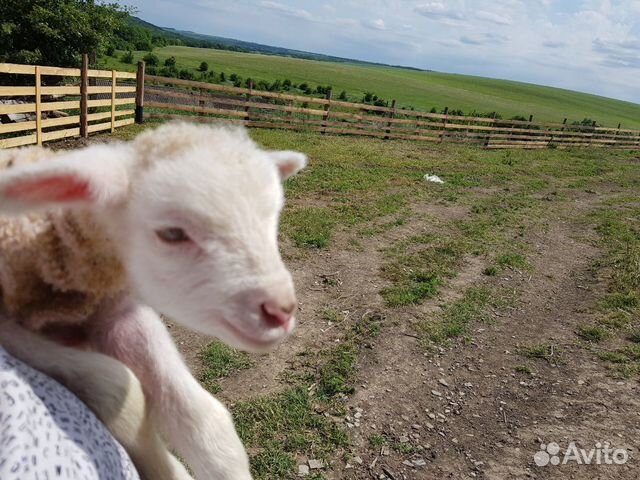 Ягнята, овцы, бараны купить на Зозу.ру - фотография № 1