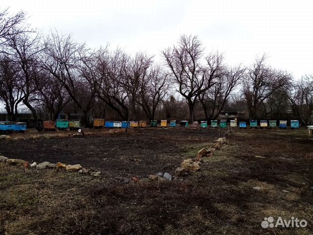 Пчелосемьи додан купить на Зозу.ру - фотография № 1