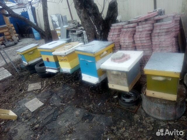 Пчелиные семьи.Матки купить на Зозу.ру - фотография № 1