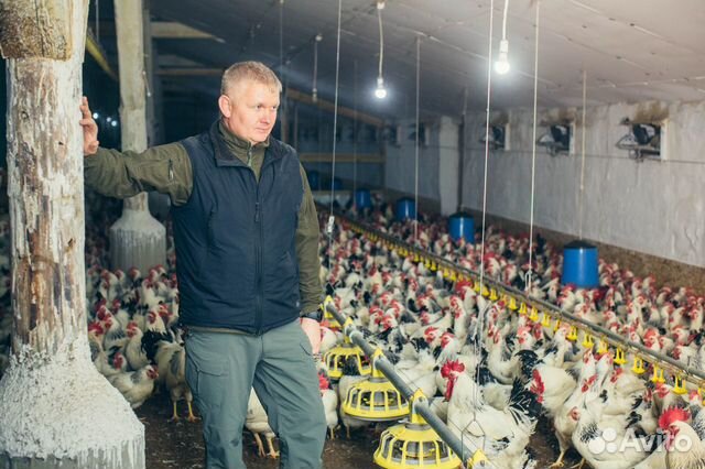 Продается курица возраст 8 мес купить на Зозу.ру - фотография № 9
