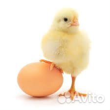 Яйцо инкубационное белый и цветной бройлер купить на Зозу.ру - фотография № 1