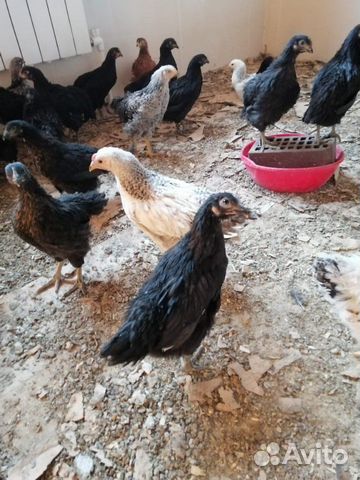 Курицы молодки порода Доминанты 2,5 месяца купить на Зозу.ру - фотография № 2