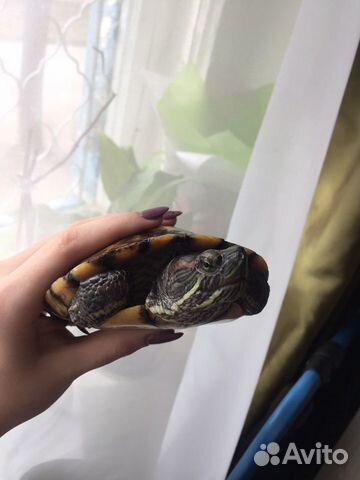 Отдам красноухую черепаху -самца купить на Зозу.ру - фотография № 4