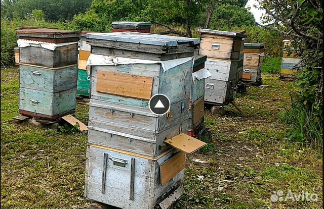 Продаются зимовалые пчелосемьи купить на Зозу.ру - фотография № 1