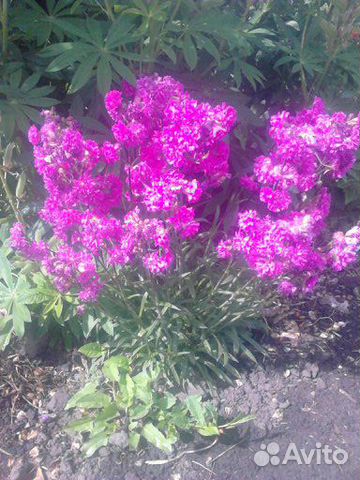 Многолетние растения